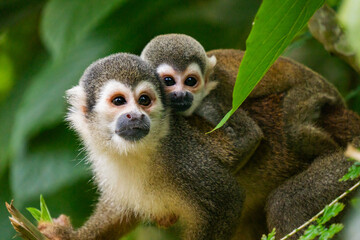 Close up of an Ecuadorian squirrel monkey (Saimiri cassiquiarensis macrodon) mother and baby at a jungle lodge in Archidona, in Napo province, Ecuador