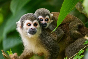 Fotobehang Aap Close up of an Ecuadorian squirrel monkey (Saimiri cassiquiarensis macrodon) mother and baby at a jungle lodge in Archidona, in Napo province, Ecuador  © Angela