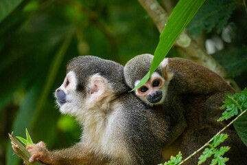 Close up of an Ecuadorian squirrel monkey (Saimiri cassiquiarensis macrodon) mother and baby at a jungle lodge in Archidona, in Napo province, Ecuador