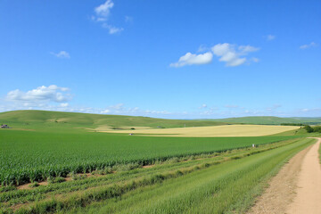 Fototapeta premium dirt road in the middle of a green field