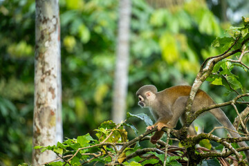 Ecuadorian squirrel monkey (Saimiri cassiquiarensis macrodon) in a tree at a jungle lodge in Archidona, in Napo province, Ecuador
