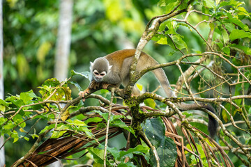 Ecuadorian squirrel monkey (Saimiri cassiquiarensis macrodon) in a tree at a jungle lodge in Archidona, in Napo province, Ecuador