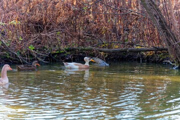 Crested duck. Crested ducks are medium-sized waterfowl with a distinctive head crest of feathers that resembles an afro
