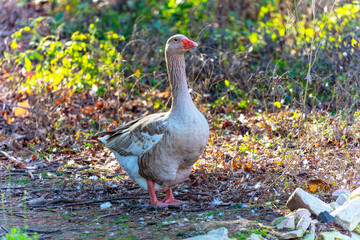 The American Buff is an American breed of domestic goose.