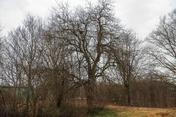 Crabapple tree in the spring