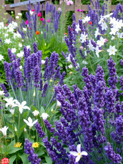 Obraz premium Scented Garden: A sensory haven filled with the sweet scents of lavender, jasmine, and other aromatic plants, creating a fragrant atmosphere for relaxation.