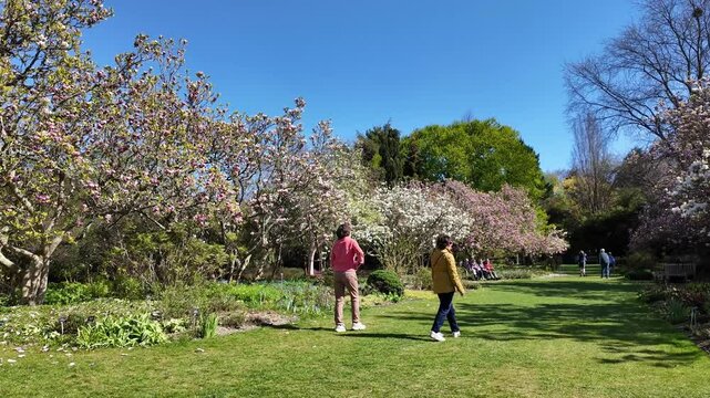 Ampfield Hampshire England UK. 23.04.2025. Video. Magnolia avenue at Hillier gardens at Ampfield near Romsey Hampshire UK.