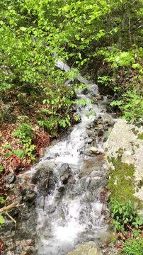 Mountain stream in the forest at Varallo (Vercelli), Central Alps, Italy