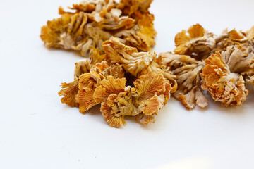 Splitgill mushroom or schizophyllum commune mushroom