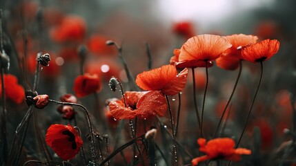 A field of vibrant red poppies, glistening with dew drops.