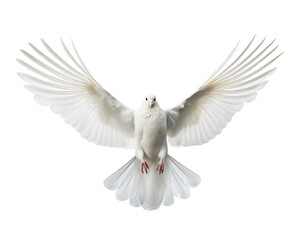 Fototapeta premium Majestic White Dove in Flight with Outstretched Wings Against a Clear Background on transparent background