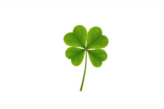 four leaf clover on a white background 2