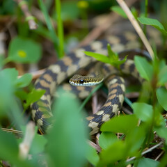 Caspian whipsnake (Dolichophis caspius) in natural habitat