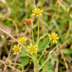 Little hairy wild flowers