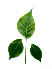 Fototapeta premium Belpatra leaf. three pelpatra leaf on white background.