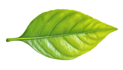 Obraz premium Fresh Green Leaf Closeup Isolated on White Background