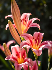 Obraz premium Vibrant close up of torch lily flowers in soft sunlight, showcasing their beauty