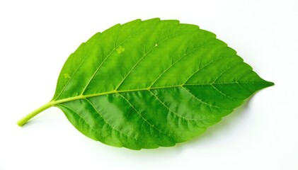 Obraz premium A single leaf with veins isolated on white background, natural fibers, plant isolate