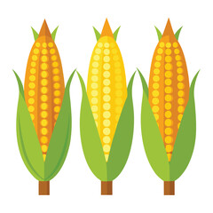 American grilled corn set  isolated on white background