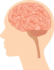横から見た人間の頭部内にある脳のイラスト