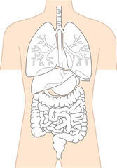 人体の内臓シンプルなイラスト