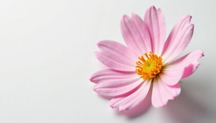 Fototapeta premium Delicate petals of a single flower on white background, flowers, elegant, simple