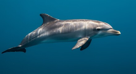 Fototapeta premium Dolphin Swimming Underwater in Deep Blue Sea Natural Marine Life