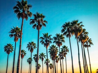California Palm Trees Minimalist Photography: Blue Sky, Sunset, Minimalist, Palm Tree Silhouette, Desert Landscape, California Coast, Scenic View,  Palm Trees,  Sky,  Nature, Minimalist Art