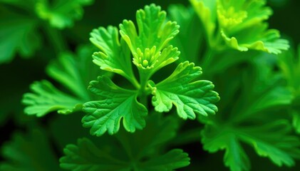 Fototapeta premium Intricate parsley leaf detail, vibrant green hues, texture, design element