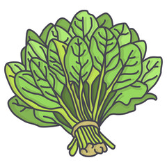spinach vegetable