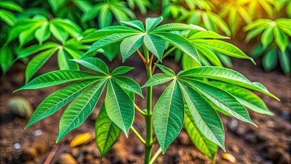 Cassava Sapling Portrait Photography - Young Cassava Plant Close Up Image