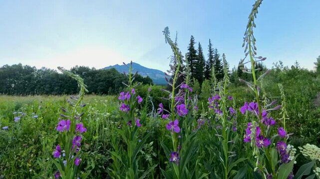 Lewis Monkeyflowers Sway in Breeze in Glacier National Park