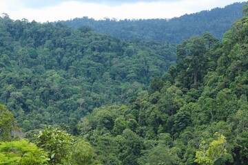 Fototapeta premium Deep of Meratus Mountain in Borneo Rainforest, Tanah Bumbu, Indonesia