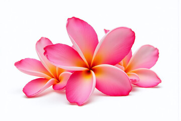 three pink frangipani flowers on a white background