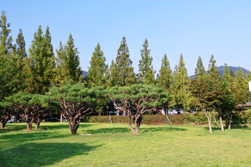 도심 잔디공원, 소나무와 메타스과이어