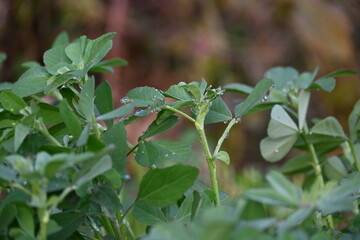 Fenugreek plant in vegetable garden. It is a most popular Greens and vegetable.
Its leaves and seeds are common ingredients in dishes from the Indian subcontinent. Trigonella foenum graecum.
