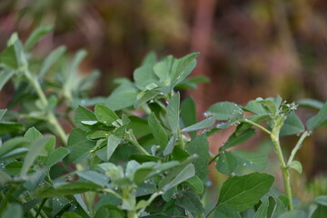 Fenugreek plant in vegetable garden. It is a most popular Greens and vegetable.
Its leaves and seeds are common ingredients in dishes from the Indian subcontinent. Trigonella foenum graecum.
