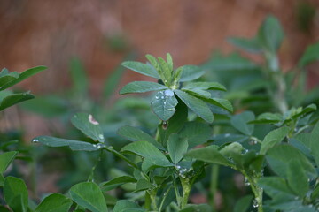 Fenugreek plant in vegetable garden. It is a most popular Greens and vegetable.
Its leaves and seeds are common ingredients in dishes from the Indian subcontinent. Trigonella foenum graecum.
