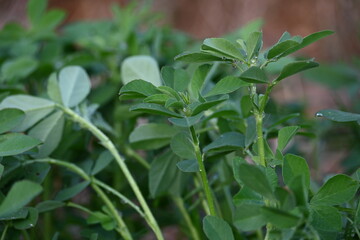 Fenugreek plant in vegetable garden. It is a most popular Greens and vegetable.
Its leaves and seeds are common ingredients in dishes from the Indian subcontinent. Trigonella foenum graecum.
