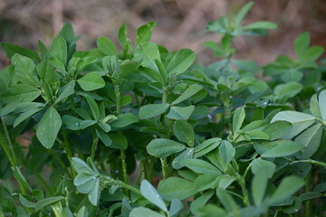 Fenugreek plant in vegetable garden. It is a most popular Greens and vegetable.
Its leaves and seeds are common ingredients in dishes from the Indian subcontinent. Trigonella foenum graecum.
