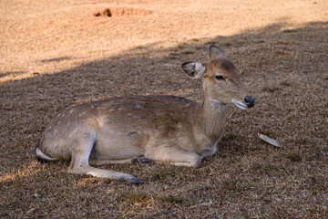 Spotted Deer is lying on the ground in the field.