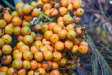 fruit cluster of Butia odorata