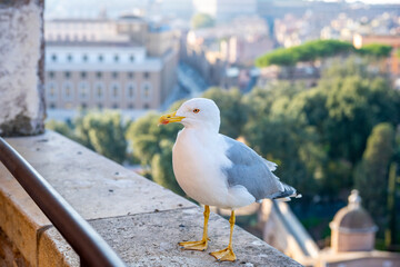 View from iconic Altar of the Fatherland to Rome historic center, Italy