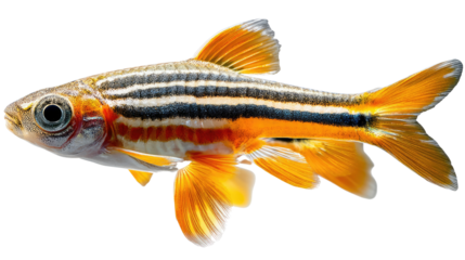 Striking Beauty: A vibrant image of a zebrafish showcases its intricate striped pattern and radiant orange fins, a vivid depiction of aquatic life.