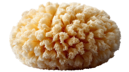 Natural Sea Sponge: A close-up shot showcases a detailed view of an unadorned, natural sea sponge with a unique textured surface, perfect for the skincare industry.