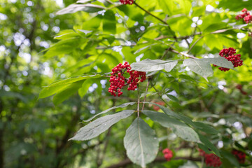 Cape Disappointment State Park