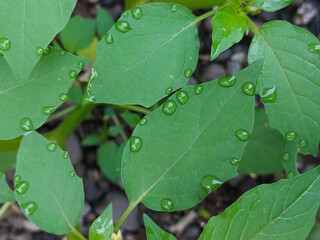 Scientific phenomenon of guttation on plant leaf edges

