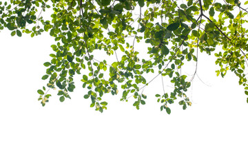tropical green leaves isolated on white background