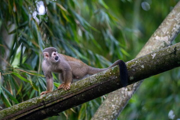 Fototapeta premium Ecuadorian squirrel monkey (Saimiri cassiquiarensis macrodon) in a tree at a jungle lodge in Archidona, in Napo province, Ecuador
