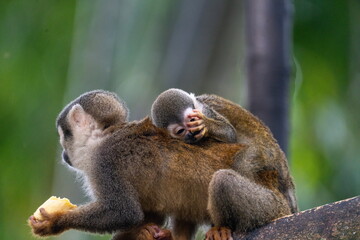 Close up of an Ecuadorian squirrel monkey (Saimiri cassiquiarensis macrodon) mother eating a banana with a baby on her back at a jungle lodge in Archidona, in Napo province, Ecuador